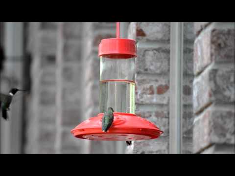 hummingbird feeder video