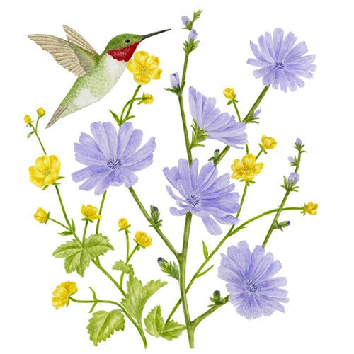 Hummingbird and Chicory Single Flour Sack Towel