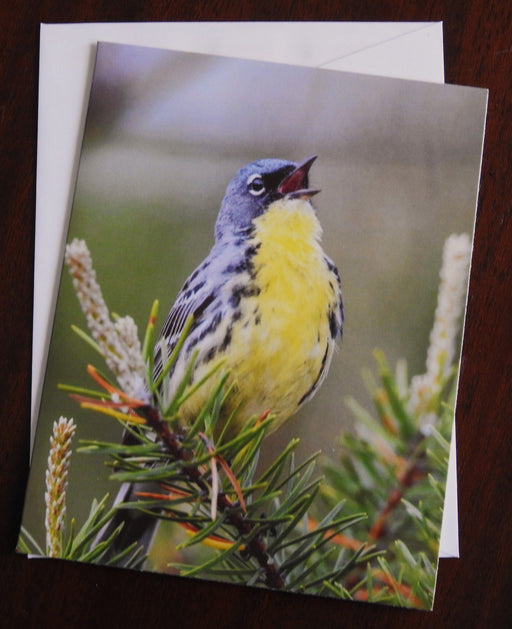 Kirtland Warbler Notecard