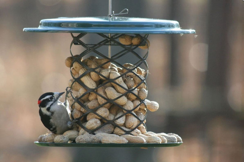 Magnet Mesh Whole Peanut Feeder