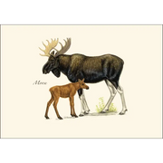 Mammals Assortment Notecard Boxed Set - Moose