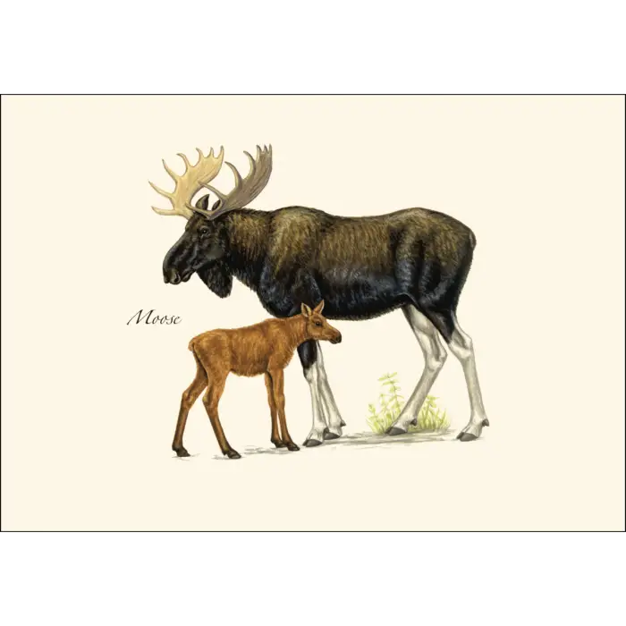 Mammals Assortment Notecard Boxed Set - Moose