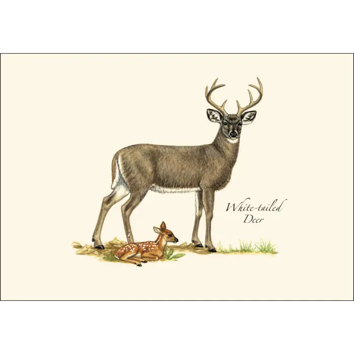 Mammals Assortment Notecard Boxed Set - White-tailed Deer