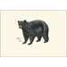 Mammals Assortment Notecard Boxed Set - Black Bear
