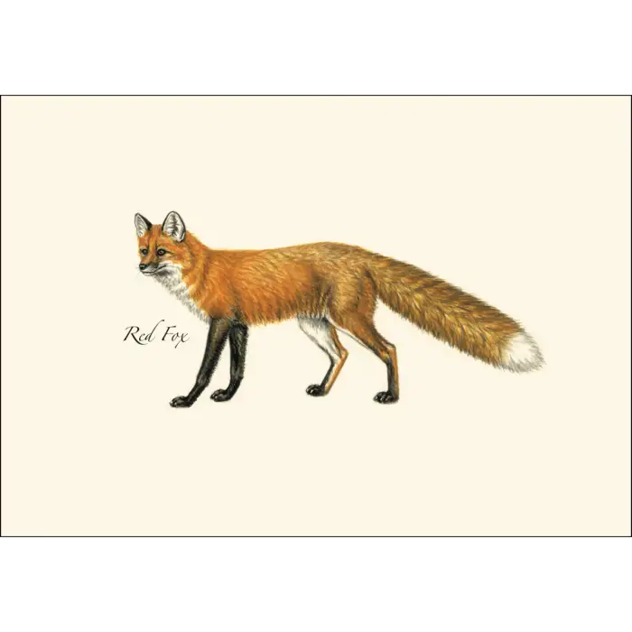 Mammals Assortment Notecard Boxed Set - Red Fox