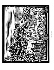 Nature and birds coloring book