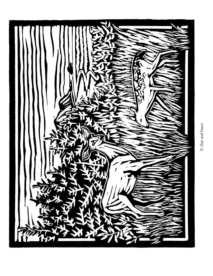 Nature and birds coloring book