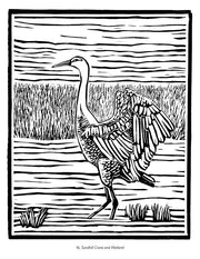 BIRDS & OTHER WILDLIFE COLORING BOOK