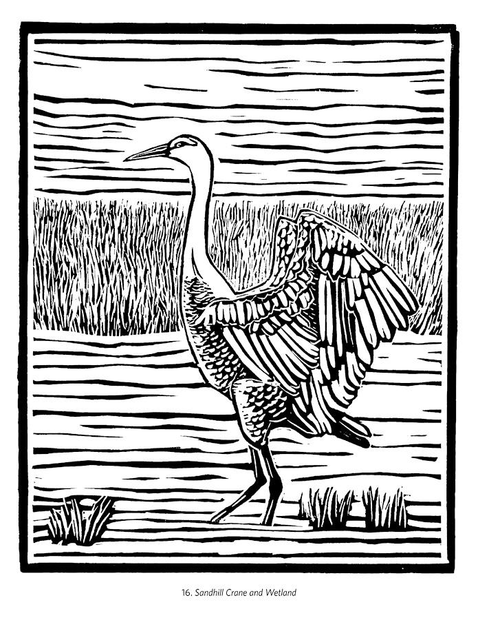 BIRDS & OTHER WILDLIFE COLORING BOOK