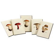 Mushroom Assortment Notecard Boxed Set
