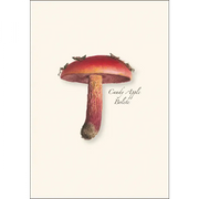 Mushroom Assortment Notecard Boxed Set - Candy Apple Bolete