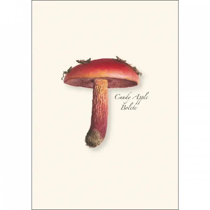 Mushroom Assortment Notecard Boxed Set - Candy Apple Bolete