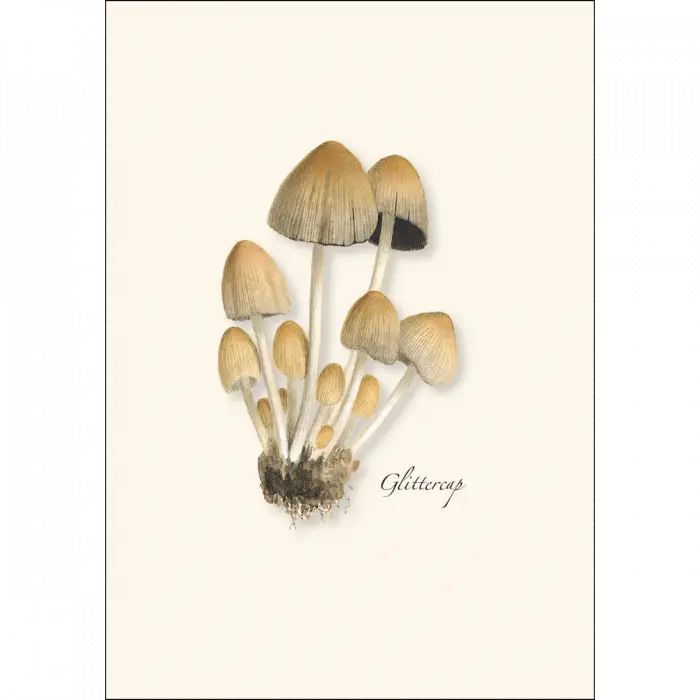 Mushroom Assortment Notecard Boxed Set - Glittercap