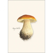Mushroom Assortment Notecard Boxed Set - King Bolete