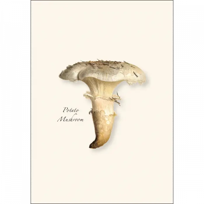 Mushroom Assortment Notecard Boxed Set - Potato Mushroom