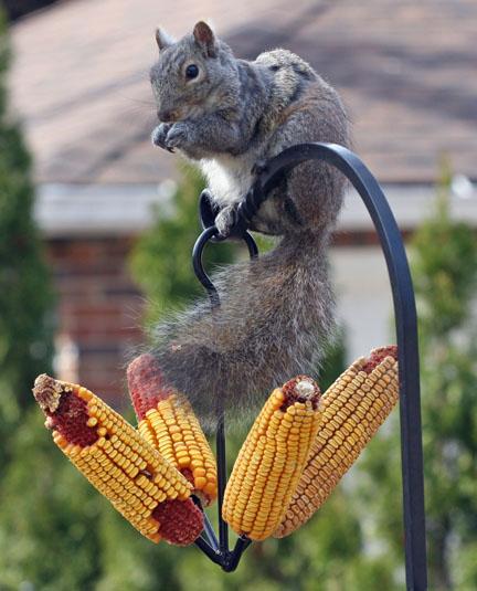 Fruit Feeder for corn