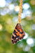 Painted Lady Butterfly Wing