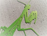 Mantis Wall Art - glitters in sunlight