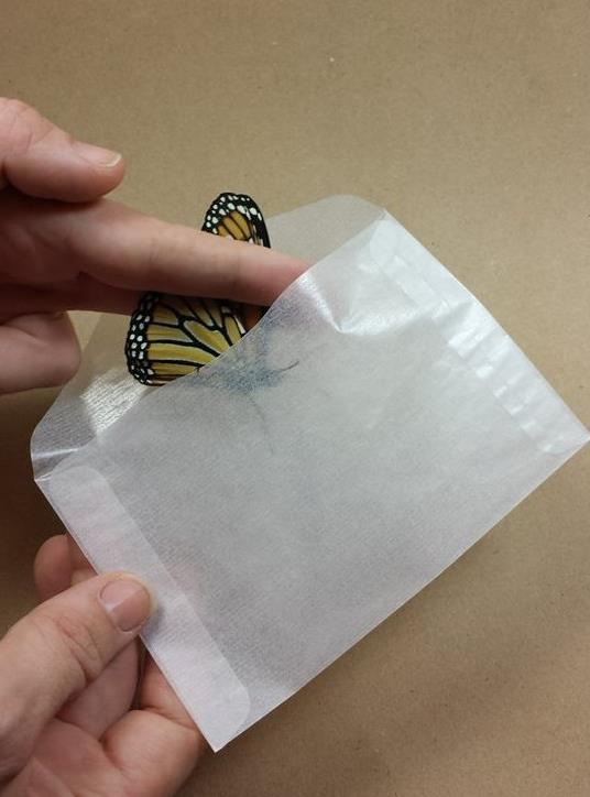 Butterfly Transfer Envelopes - 12 Pack