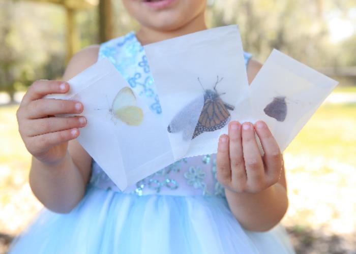 Butterfly Transfer Envelopes - 12 Pack