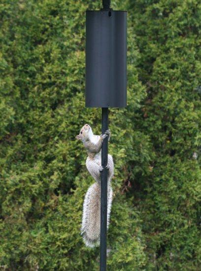 Squirrel Baffle / Squirrel Guard for pole