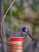 Single Copper Hummingbird Feeder with bird