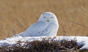 Snowy Owl in a Winter Meadow Print- 5 x 7 inches