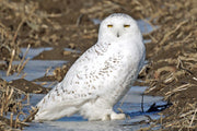 Snowy Owl Notecards - Set of 4