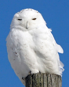 Snowy Owl Notecards - Set of 4