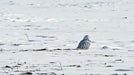 Snowy Owl in a Snow Covered Field Print - 5 x 7 inches