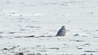 Snowy Owl in a Snow Covered Field Print - 5 x 7 inches