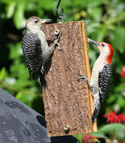Suet spread feeder