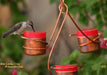 Three Station Copper Hummingbird Feeder with bird