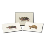 Freshwater Turtle Assortment Notecard Boxed Set
