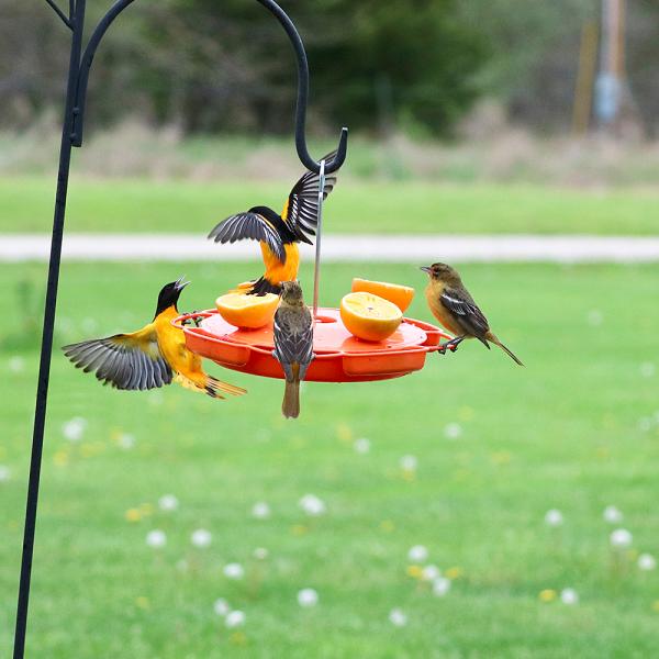 Ultimate Oriole Feeder - in use