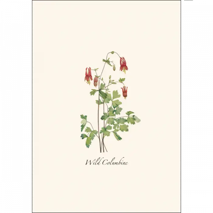 Meadow Wildflower Notecard Assortment - card sample