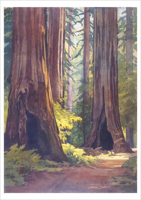Armstrong Grove—Guerneville, Afternoon Sunlight, 1909 