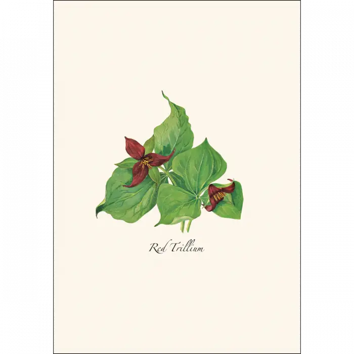 Woodland Wildflower Notecard Assortment - card sample