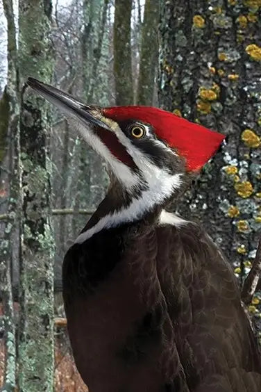 Pileated Woodpecker Blank Journal - Lined